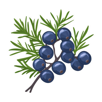 2D flat vector illustration of a Juniper Berry in icon style, isolated on white background