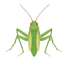 2D flat vector illustration of Grasshopper, designed in a clean icon style and isolated on a white background.
