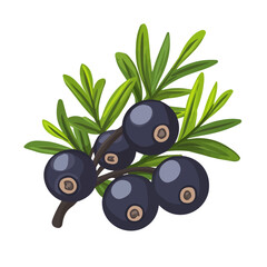 2D flat vector illustration of Juniper Berry, clean and minimal icon style, isolated on white background.