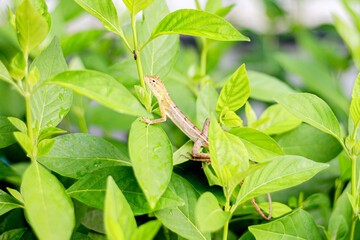 Chameleon small holding on the leaf looks like cute, moment animals concept.