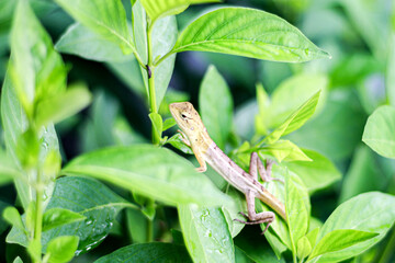 Chameleon small stand on the leaf with concept nature style.