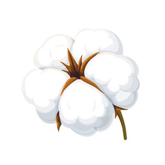 Flat 2D Cotton illustration, vector graphic in icon style, on white background