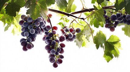 Ripe red grapes hanging from vine with lush green leaves, backlit, fresh harvest concept