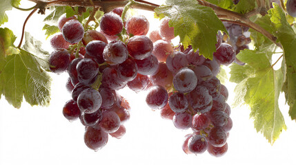 Fresh red grapes hanging from the vine with water droplets, healthy organic produce concept.
