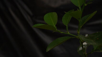 Lemon Tree green leaves on black background