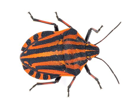 Red and black striped insect