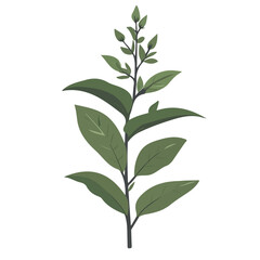 2D flat vector illustration of a Field Sage in icon style, isolated on white background