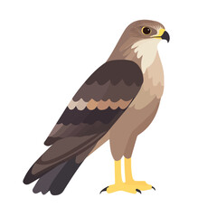 Flat 2D Hawk illustration, vector graphic in icon style, on white background