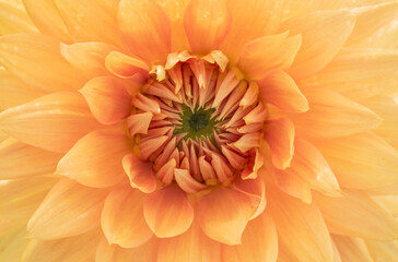 Vibrant Orange Dahlia flower Macro Close-Up.  Full-frame macro photograph capturing the delicate structure and vivid color of an orange dahlia at its center.
