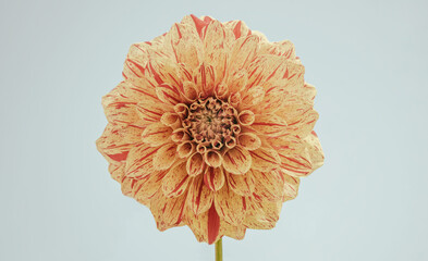 Pastel Striped Dahlia Bloom Isolated: Cream and Coral Bi-Color Pattern. A delicate and sophisticated close-up of a dahlia flower, featuring a subtle, cream to peach base color intricately patterned...