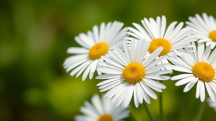 Fototapeta premium Close-up of fresh daisies with a soft green backdrop, natural light enhancing their delicate beauty.