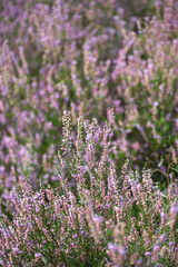 Obraz premium Veluwezoom Heather Bloom