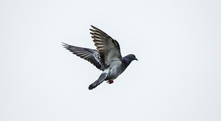Fototapeta premium Flying pigeon against a white background showcasing motion and freedom
