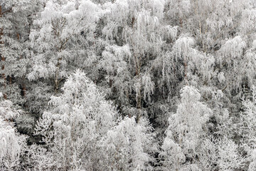 Dense trees covered in frost and snow, creating a dreamy winter  a tranquil forest scene.