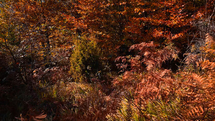 Autumn colored trees and countryside landscape scenery.