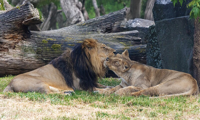 Lions and lionesses show affection to each other in the serene nature