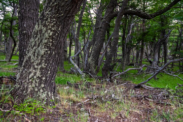 Fototapeta premium Patagonia Forest environment, Los Glaciares National Park, Santa Cruz, Argentina