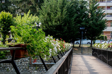 Fototapeta premium flowers in the park