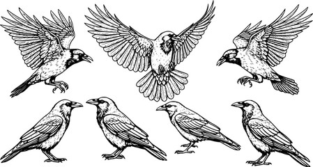Obraz premium crow and raven silhouette set flying and standing birds vector icon