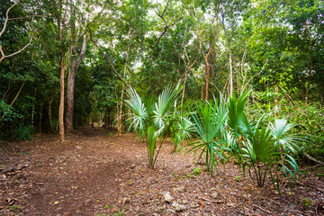 Coba pyramids archeological site in Mexico