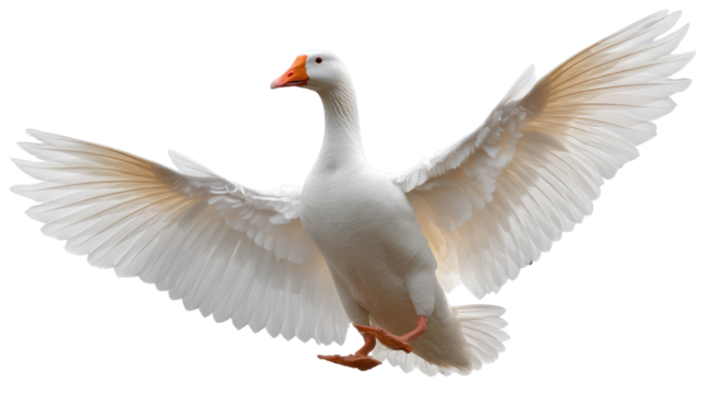 Wings Spread: A single goose takes flight against the clear backdrop, wings outstretched in a display of power and grace. Capturing the freedom of avian flight and the simple beauty of nature.