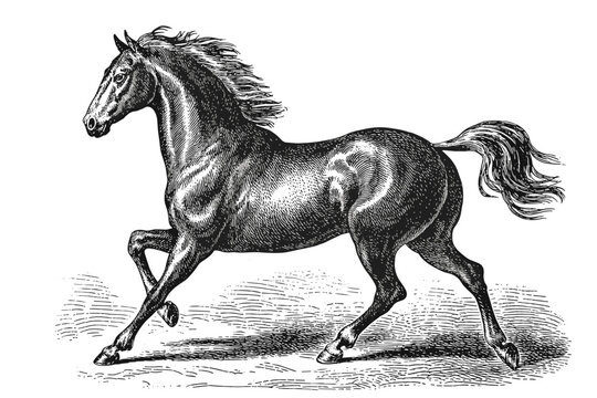 Majestic Horse in Motion Vintage Black and White Engraving