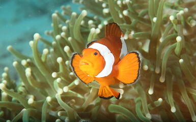 ocellaris clownfish (Amphiprion ocellaris)