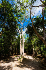 Coba pyramids archeological site in Mexico
