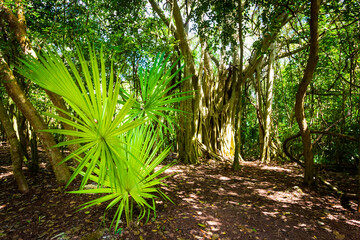 Coba pyramids archeological site in Mexico