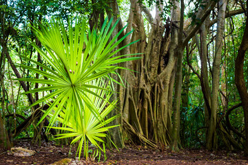 Coba pyramids archeological site in Mexico