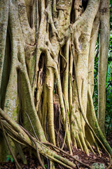 Coba pyramids archeological site in Mexico