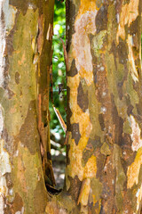 Coba pyramids archeological site in Mexico