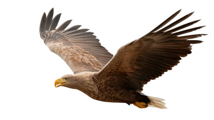Obraz premium Majestic Eagle in Flight: A stunning eagle soars through the air, its powerful wings outstretched, showcasing the raw freedom and grace of nature.
