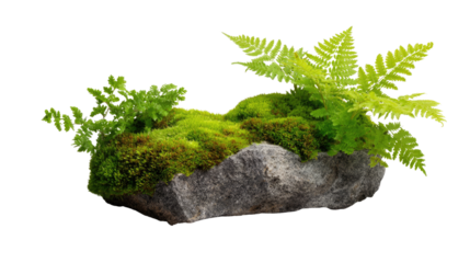 Mossy Rock Garden: A close-up image of a rugged stone island beautifully adorned with vibrant green moss and delicate fern fronds, creating a miniature garden scene. 
