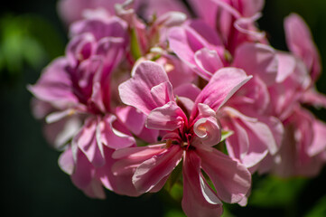 close up of pink flower