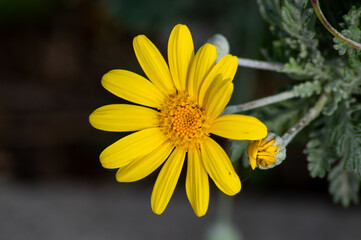 yellow daisy flower