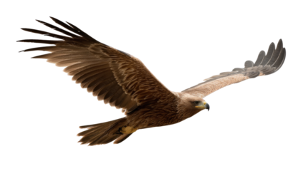 Soaring Hawk: This image features a majestic hawk in mid-flight, its powerful wings spread wide against the clear sky, representing freedom, strength and elegance.