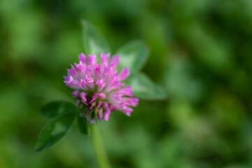 Beautiful flowers of red clover, trifolium pratense, in the garden