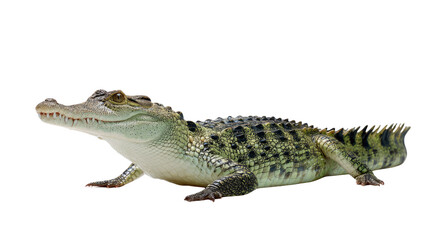 Fototapeta premium Caiman reptile close-up: A detailed studio capture of a caiman reveals the intricate texture of its scales and the primal power of this wild creature.