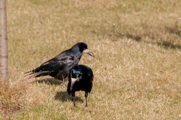 Fototapeta premium crow on the grass