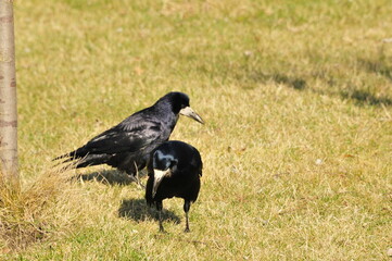 Fototapeta premium crow in the grass