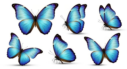 Six beautiful blue morpho butterflies in various poses on white background. Brilliant iridescent wings display vibrant blue and turquoise colors with dark brown borders and golden spots.