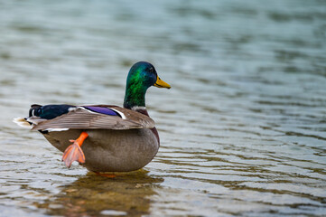 Beautiful duck practicing Yoga by the lake.