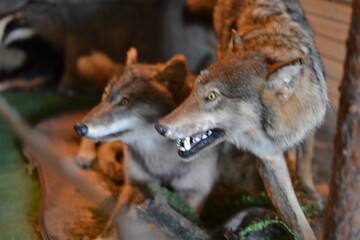 stuffed wild animals