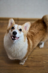 A playful and spirited corgi with its fluffy fur and bright eyes, showcasing its charming, joyful nature while indoors