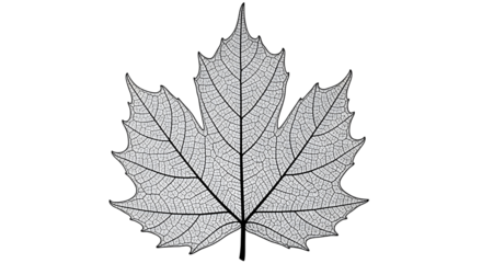 A detailed close-up image of a leaf skeleton, showcasing intricate vein patterns and delicate structure.