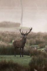 Brame du cerf elaphe