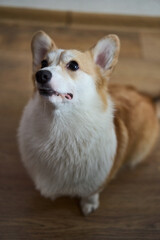 A playful and spirited corgi with its fluffy fur and bright eyes, showcasing its charming, joyful nature while indoors