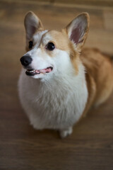 A playful and spirited corgi with its fluffy fur and bright eyes, showcasing its charming, joyful nature while indoors