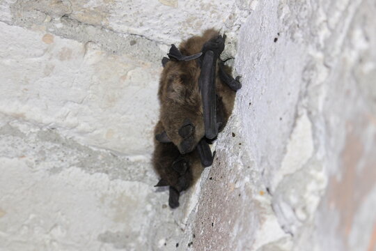The serotine bat (Eptesicus serotinus), the common serotine bat, big brown bat, or silky bat
